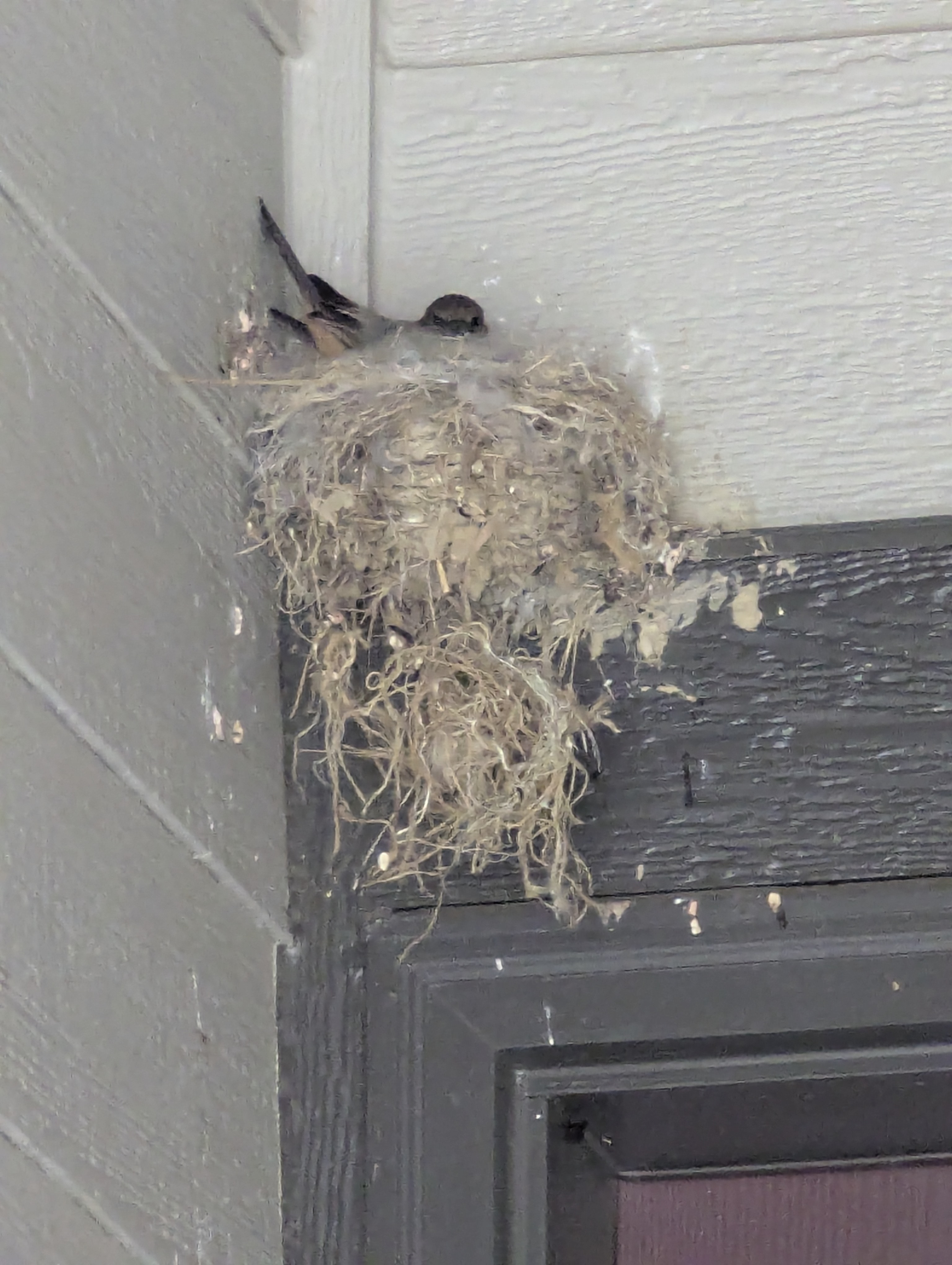 Say's Phoebe, Morrison, Colorado